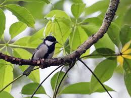 cinereous tit