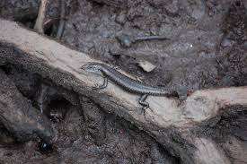 mangrove skink