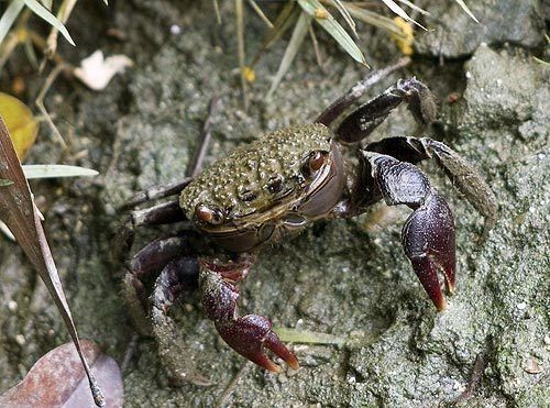 mud crab