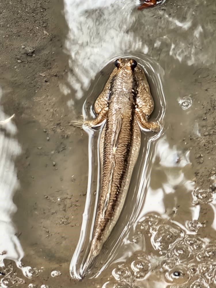 mudskipper