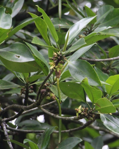 pokok bakau minyak